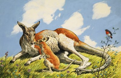 Relaxing Kangaroo with Baby by English School